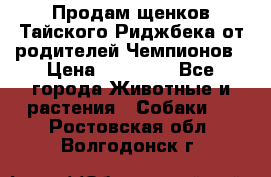 Продам щенков Тайского Риджбека от родителей Чемпионов › Цена ­ 30 000 - Все города Животные и растения » Собаки   . Ростовская обл.,Волгодонск г.